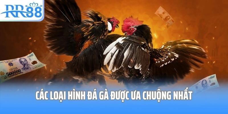 Các loại hình đá gà được ưa chuộng nhất 