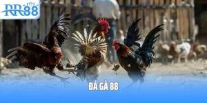 Đá Gà 88 - Điểm Đến Cá Cược Đá Gà Hàng Đầu Cho Kê Thủ Toàn Quốc