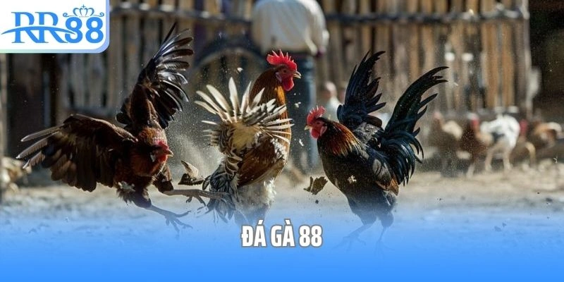 Đá Gà 88 - Điểm Đến Cá Cược Đá Gà Hàng Đầu Cho Kê Thủ Toàn Quốc