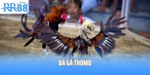 Đá Gà Thomo