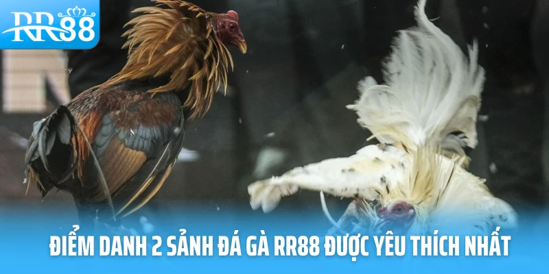 Điểm danh 2 sảnh đá gà RR88 được yêu thích nhất