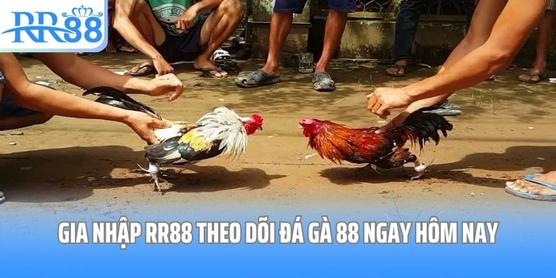 Gia nhập RR88 theo dõi đá gà 88 ngay hôm nay