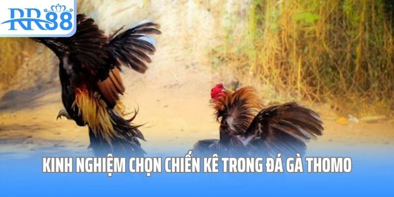 Kinh nghiệm chọn chiến kê trong đá gà Thomo