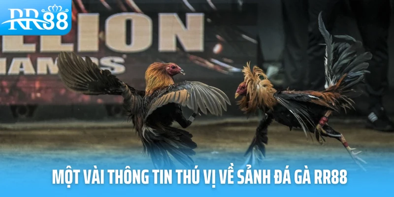 Một vài thông tin thú vị về sảnh đá gà RR88