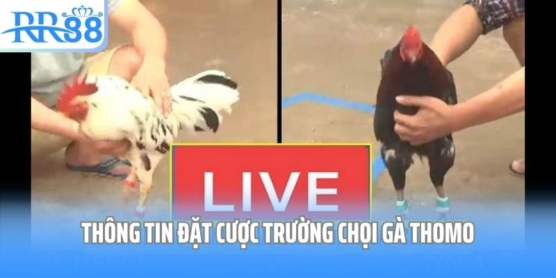 Thông tin đặt cược trường chọi gà Thomo