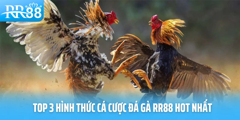 Top 3 hình thức cá cược đá gà RR88 hot nhất