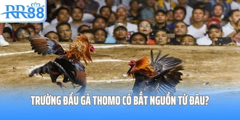 Trường đấu gà Thomo có bắt nguồn từ đâu?